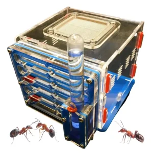 Boîte à insectes Elevage Fourmis